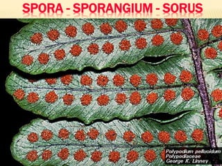 SPORA - SPORANGIUM - SORUS

 