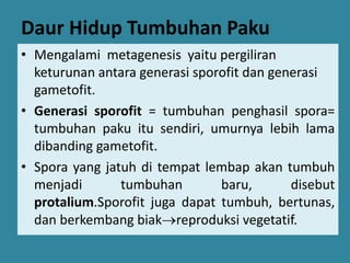 Daur Hidup Tumbuhan Paku
• Mengalami metagenesis yaitu pergiliran
keturunan antara generasi sporofit dan generasi
gametofit.
• Generasi sporofit = tumbuhan penghasil spora=
tumbuhan paku itu sendiri, umurnya lebih lama
dibanding gametofit.
• Spora yang jatuh di tempat lembap akan tumbuh
menjadi
tumbuhan
baru,
disebut
protalium.Sporofit juga dapat tumbuh, bertunas,
dan berkembang biakreproduksi vegetatif.

 