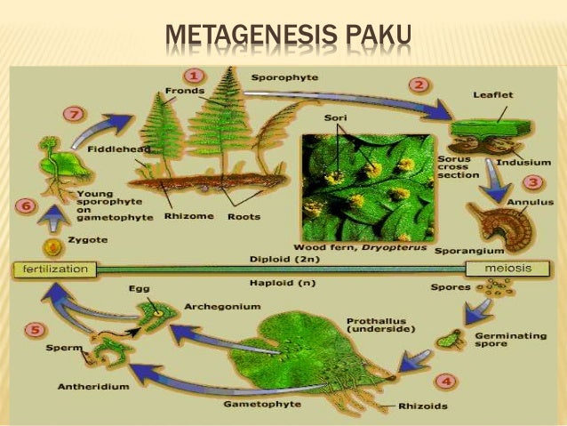 Tumbuhan paku