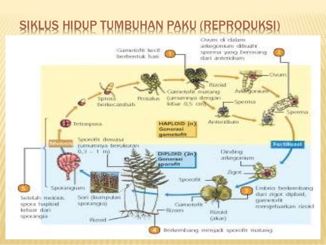 Tumbuhan paku Tumbuhan paku