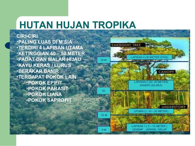 Gambar Sistem Ekologi 21 Kepentingan Hutan Hujan Tropika 