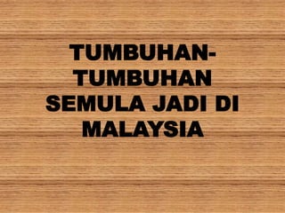 TUMBUHAN-
TUMBUHAN
SEMULA JADI DI
MALAYSIA
 