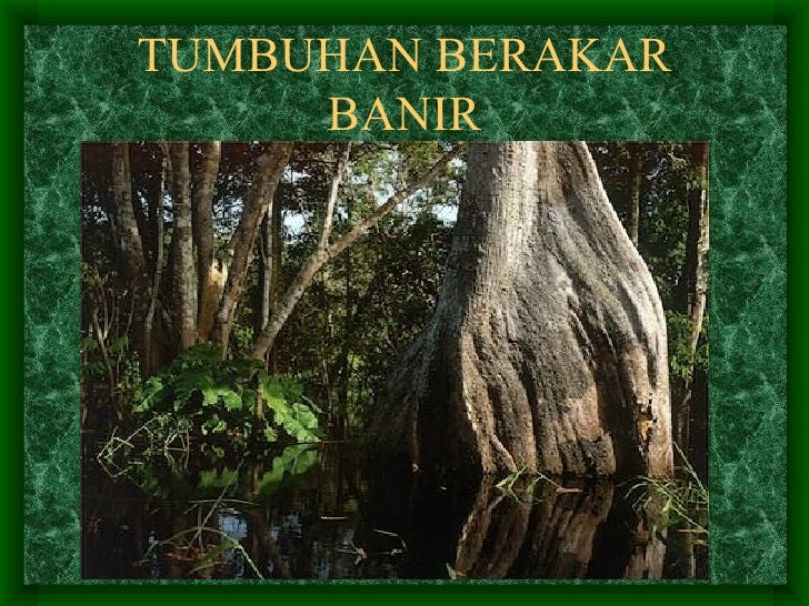 Tumbuhan semulajadi 1