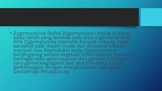 • Zygomycotina (kelas Zygomycetes): Hidup di darat,
pada tanah yang lembab atau sisa organisme mati.
Hifa Zygomycotina memiliki banyak cabang, tidak
bersekat saat masih muda dan bersekat setelah
menjadi tua. Reproduksi pada Zygomycotina
berlangsung secara vegetatif (membentuk spora tak
berflagel atau aplanospora) dan generatif dengan
cara gametangiogami dari dua hifa yang saling
berkonjugasi dengan menghasilkan zigospora,
Contohnya: Rhizopus sp,
 