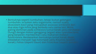 • Bentuknya seperti tumbuhan, tetapi bukan golongan
tumbuhan. Ia bukan satu organisme, namun suatu
ekosistem kecil yang merupakan asosiasi simbiotik dari
dua atau tiga mitra yang berbeda satu sama lain. Mitra
paling dominan pada simbiosis lumut kerak yaitu cendawan
(fungi) dengan koloni ganggang (algae) atau cyanobacteria,
yang berperan memberikan catu makanan melalui
fotosintesis. Berdasarkan bentuknya lumut kerak dapat
dibedakan menjadi tiga kelompok yaitu Krustos (seperti
kerak), Folios (seperti daun) dan Fruktikos (seperti semak).
 