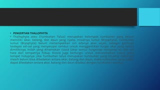 • PENGERTIAN THALLOPHYTA
• Thallophyta atau (Tumbuhan Talus) merupakan kelompok tumbuhan yang belum
memiliki akar, batang, dan daun yang nyata, misalnya lumut (Bryophyta). Tumbuhan
lumut (Bryophyta) belum menampakkan ciri adanya akar sejati, sebagai gantinya
terdapat sel-sel yang menyerupai rambut untuk menggantikan fungsi akar yang belum
dimilikinya. Inilah yang dinamakan rizoid (akar semu) fungsinya menyerap air dan zat
hara dari tempatnya hidup. Rizoid juga berfungsi untuk menambatkan tubuh pada
tempat hidupnya. Jika Tumbuhan talus merupakan tumbuhan yang struktur tubuhnya
masih belum bisa dibedakan antara akar, batang dan daun, maka tumbuhan yang sudah
dapat dibedakan antara akar, batang dan daun disebut dengan tumbuhan kormus.
 