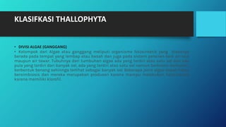 KLASIFKASI THALLOPHYTA
• DIVISI ALGAE (GANGGANG)
• Kelompok dari Algae atau ganggang meliputi organisme fotosintetik yang biasanya
berada pada tempat yang lembap atau basah dan juga pada sistem perairan baik air Iaut
maupun air tawar. Tubuhnya dari tumbuhan algae ada yang terdiri atas satu sel dan ada
pula yang terdiri dari banyak sel, ada yang terdiri atas satu sel namun berkoloni berkoloni,
berbentuk benang sehinnga terlihat sebagai banyak sel. Beberapa jenis algae dapat hidup
bersimbiosis dan mereka merupakan produsen karena mampu melakukan fotosintesis
karena memiliki klorofil.
 