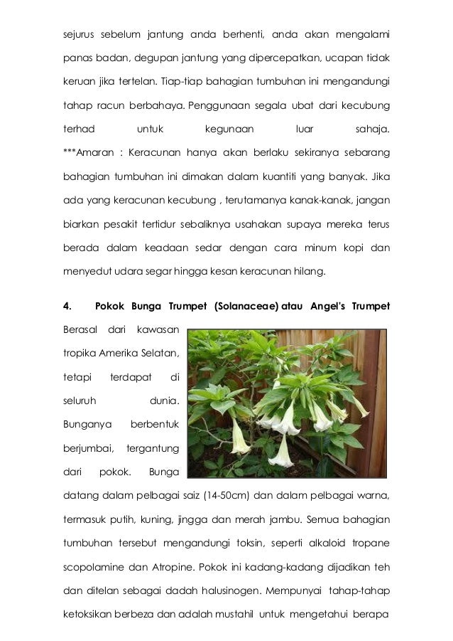 Tumbuhan yang boleh membunuh