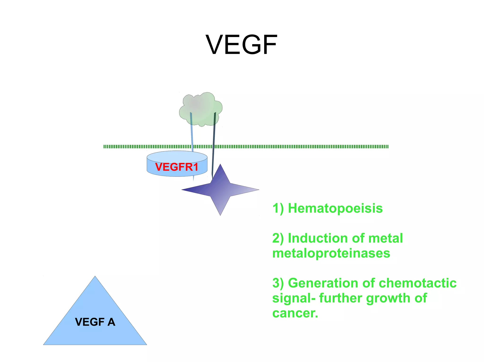 VEGF
VEGFR1
VEGF A
1) Hematopoeisis
2) Induction of metal
metaloproteinases
3) Generation of chemotactic
signal- further growth of
cancer.
 