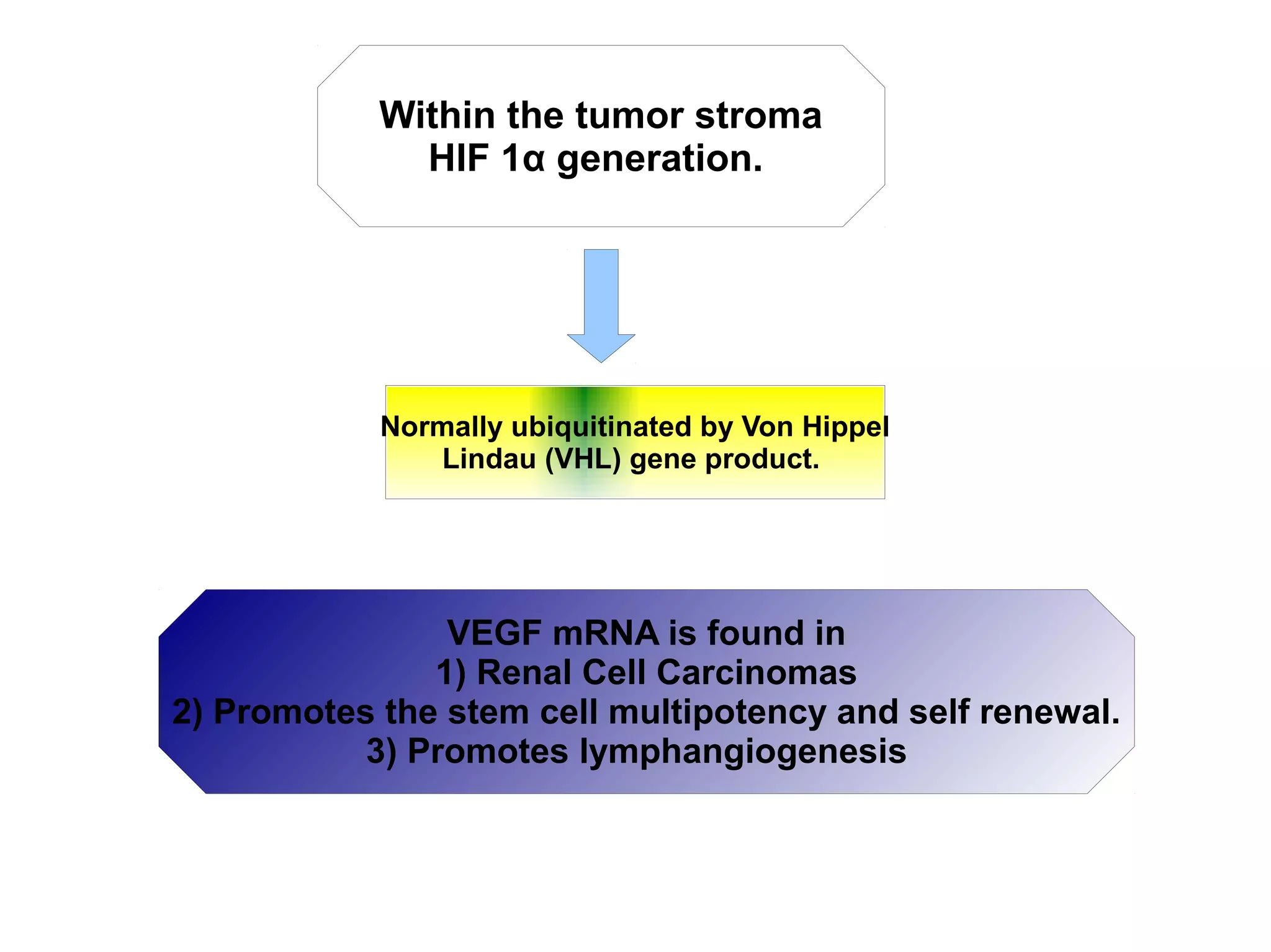 Within the tumor stroma
HIF 1α generation.
Normally ubiquitinated by Von Hippel
Lindau (VHL) gene product.
VEGF mRNA is found in
1) Renal Cell Carcinomas
2) Promotes the stem cell multipotency and self renewal.
3) Promotes lymphangiogenesis
 