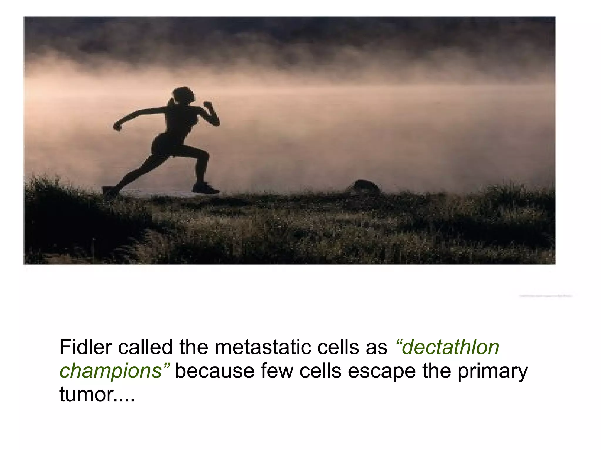 Fidler called the metastatic cells as “dectathlon
champions” because few cells escape the primary
tumor....
 