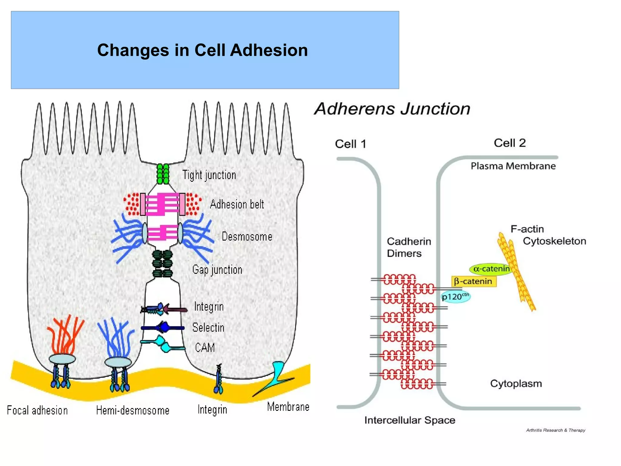 Changes in Cell Adhesion
 