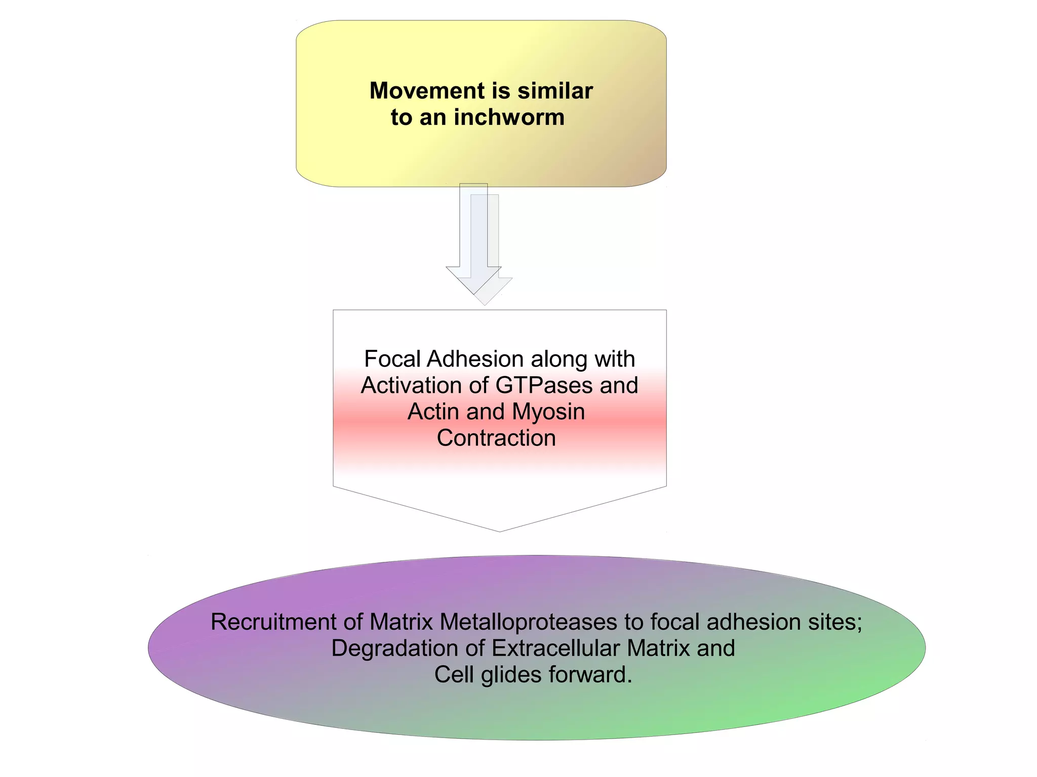 Movement is similar
to an inchworm
Focal Adhesion along with
Activation of GTPases and
Actin and Myosin
Contraction
Recruitment of Matrix Metalloproteases to focal adhesion sites;
Degradation of Extracellular Matrix and
Cell glides forward.
 