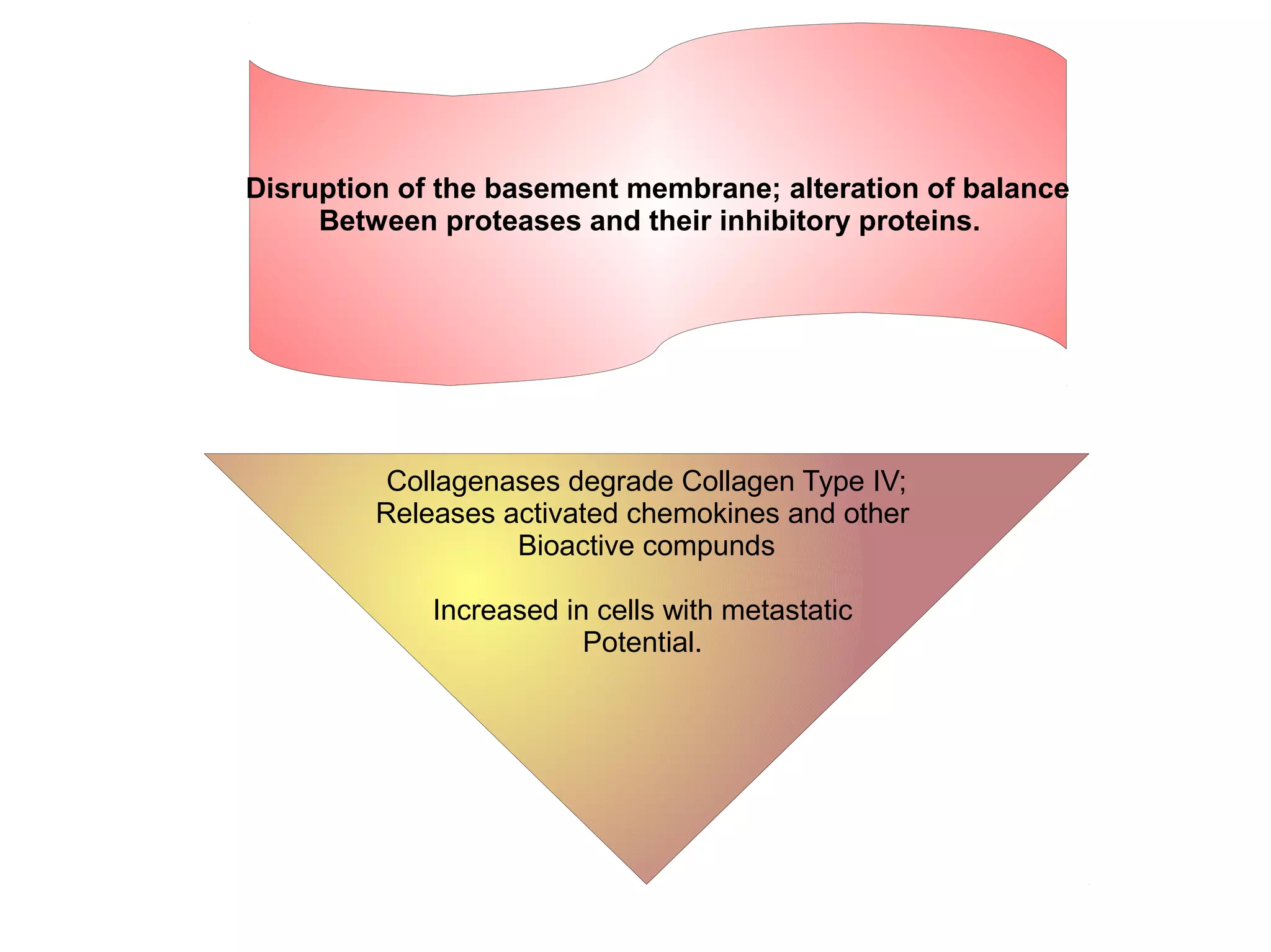 Disruption of the basement membrane; alteration of balance
Between proteases and their inhibitory proteins.
Collagenases degrade Collagen Type IV;
Releases activated chemokines and other
Bioactive compunds
Increased in cells with metastatic
Potential.
 