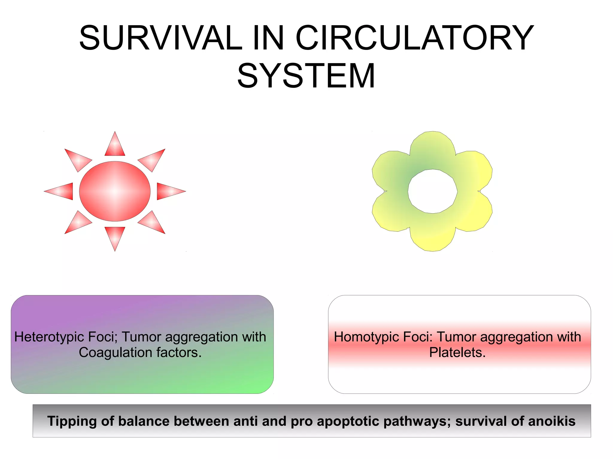 SURVIVAL IN CIRCULATORY
SYSTEM
Heterotypic Foci; Tumor aggregation with
Coagulation factors.
Homotypic Foci: Tumor aggregation with
Platelets.
Tipping of balance between anti and pro apoptotic pathways; survival of anoikis
 