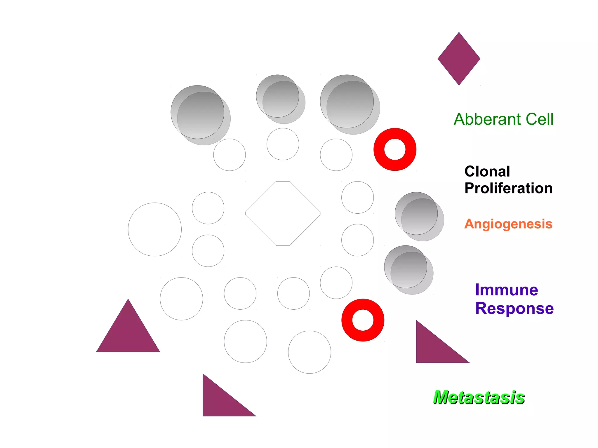 Abberant Cell
Clonal
Proliferation
Immune
Response
MetastasisMetastasis
Angiogenesis
 