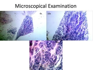 Microscopical Examination
4x 10x
40x
 