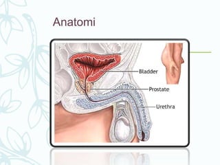 Anatomi
 