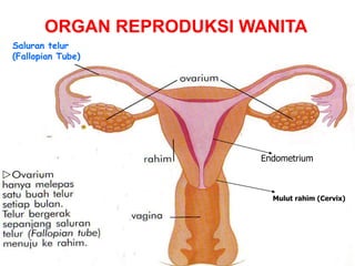 ORGAN REPRODUKSI WANITA
Saluran telur
(Fallopian Tube)




                         Endometrium



                           Mulut rahim (Cervix)
 
