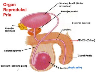 Kantung kemih (Vesica
 Organ                    urenarium)
 Reproduksi                Kelenjar prostat
 Pria
                                     ( saluran kencing )

   Kelenjar
   seminalis



                                          PENIS (Zakar)



   Saluran sperma

                                          Gland Penis



Scrotum (kantung pelir)
                                 (buah pelir)
 