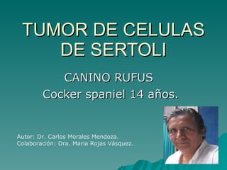 TUMOR DE CELULAS DE SERTOLI CANINO RUFUS  Cocker spaniel 14 años. Autor: Dr. Carlos Morales Mendoza. Colaboración: Dra. Maria Rojas Vásquez. 