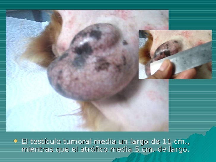 Tumor de células de Sértoli can RUFUS