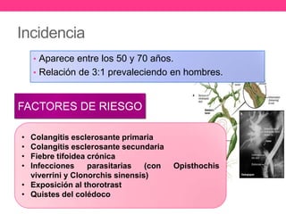 Incidencia
• Aparece entre los 50 y 70 años.
• Relación de 3:1 prevaleciendo en hombres.

FACTORES DE RIESGO
•
•
•
•

Colangitis esclerosante primaria
Colangitis esclerosante secundaria
Fiebre tifoidea crónica
Infecciones
parasitarias
(con
viverrini y Clonorchis sinensis)
• Exposición al thorotrast
• Quistes del colédoco

Opisthochis

 
