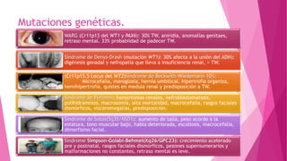 Mutaciones genéticas.
WARG (Cr11p13 del WT1 y PAX6): 30% TW, aniridia, anomalías genitaes,
retraso mental. 33% probabiidad de padecer TW.
Síndrome de Denys-Drash (mutación WT1): 30% afecta a la unión del ADN):
digénesis gonadal y nefropatía que lleva a insuficiencia renal, > TW.
(Cr11p15.5 Locus del WT2)Síndrome de Beckwith-Wiedemann 10%:
Microcefalia, maroglosia, hernia umbilical, hipertrofia organiza,
hemihipertrofia, quistes en medula renal y predisposición a TW.
Síndrome de Perlman: hamartomas renales, nefroblastomatosis,
polihidramnios, macrosomia, alta mortalidad, macrocefalia, rasgos faciales
dismórficos, visceromegalias, predisposición.
Síndrome de Sotos(5q35/NSD1): aumento de talla, peso acorde a la
estatura, tono muscular bajo, habla deteriorada, escoliosis, macrocefalia,
dimorfismo facial.
Síndrome Simpson-Golabi-Behmel(Xq26/GPC23): crecimiento acelerado
pre y postnatal, rasgos faciales dismórficos, pezones supernumerarios y
malformaciones no constantes, retraso mental es leve.
 