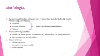 Morfología.
 Masas renales blandas, grandes y bien circunscritas, caracterizadas por rasgos
histopatológicos trifásicos:
 Blastema.
 Estroma inmaduro. Intento de recapitular morfogénesis.
 Túbulos.
 Anaplasia histológica (5-10%):
 Células con núcleo grande, hipercromaticos y pleomorficos, con mitosis anormales.
 Factor pronóstico: 66.7% recaídas.
 Restos Nefróticos:
 Lesiones precursoras.
 Parénquima renal adyacente (40%)
 Bilaterales (100%)
 