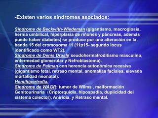 -Existen varios síndromes asociados:
Síndrome de Beckwith-Wiedeman (gigantismo, macroglosia,
hernia umbilical, hiperplasia de riñones y páncreas, además
puede haber diabetes) se produce por una alteración en la
banda 15 del cromosoma 11 (11p15- segundo locus
identificado como WT2).
Síndrome de Denis Drash( seudohermafroditismo masculino,
enfermedad glomerular y Nefroblastoma).
Síndrome de Pelman con herencia autonómica recesiva
(gigantismo fetal, retraso mental, anomalías faciales, elevada
mortalidad neonatal).
Hemihipertrofia.
Síndrome de WAGR: tumor de Wilms , malformación
Genitourinaria ((Criptorquidia, hipospadia, duplicidad del
sistema colector), Aniridia, y Retraso mental.
 