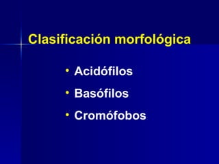 Clasificación morfológica Acidófilos Basófilos Cromófobos 