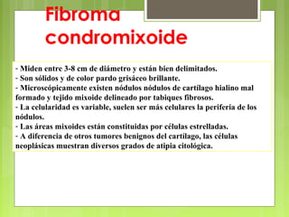- Miden entre 3-8 cm de diámetro y están bien delimitados.
- Son sólidos y de color pardo grisáceo brillante.
- Microscópicamente existen nódulos nódulos de cartílago hialino mal
formado y tejido mixoide delineado por tabiques fibrosos.
- La celularidad es variable, suelen ser más celulares la periferia de los
nódulos.
- Las áreas mixoides están constituidas por células estrelladas.
- A diferencia de otros tumores benignos del cartílago, las células
neoplásicas muestran diversos grados de atipia citológica.
Fibroma
condromixoide
 
