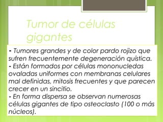 Tumor de células
gigantes
- Tumores grandes y de color pardo rojizo que
sufren frecuentemente degeneración quística.
- Están formados por células mononucledas
ovaladas uniformes con membranas celulares
mal definidas, mitosis frecuentes y que parecen
crecer en un sincitio.
- En forma dispersa se observan numerosas
células gigantes de tipo osteoclasto (100 o más
núcleos).
 