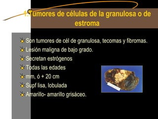 1 . Tumores de células de la granulosa o de estroma Son tumores de cél de granulosa, tecomas y fibromas. Lesión maligna de bajo grado. Secretan estrógenos Todas las edades mm, ó + 20 cm Supf lisa, lobulada Amarillo- amarillo grisáceo. 