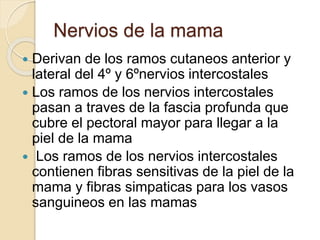 Nervios de la mama
 Derivan de los ramos cutaneos anterior y
lateral del 4º y 6ºnervios intercostales
 Los ramos de los nervios intercostales
pasan a traves de la fascia profunda que
cubre el pectoral mayor para llegar a la
piel de la mama
 Los ramos de los nervios intercostales
contienen fibras sensitivas de la piel de la
mama y fibras simpaticas para los vasos
sanguineos en las mamas
 