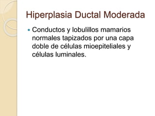 Hiperplasia Ductal Moderada
 Conductos y lobulillos mamarios
normales tapizados por una capa
doble de células mioepiteliales y
células luminales.
 