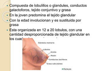  Compuesta de lobulillos o glandules, conductos
galactoforos, tejido conjuntivo y grasa
 En la joven predomina el tejido glandular
 Con la edad involucionan y es sustituida por
grasa
 Esta organizada en 12 a 20 lobulos, con una
cantidad desproporcionada de tejido glandular en
los cuadrantes superiores externos
 