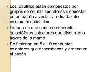  Los lobulillos están compuestos por
grupos de células secretoras dispuestas
en un patrón alveolar y rodeadas de
células mi epiteliales
 Drenan en una serie de conductos
galactóforos colectores que discurren a
traves de la mama
 Se fusionan en 5 a 10 conductos
colectores que desembocan y drenan en
el pezón
 