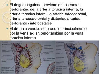  El riego sanguineo proviene de las ramas
perforantes de la arteria toracica interna, la
arteria toracica lateral, la arteria toracodorsal,
arteria toracoacromial y distantas arterias
perforantes intercostales
 El drenaje venoso se produce principalmente
por la vena axilar, pero tambien por la vena
toracica interna
 