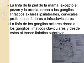  La linfa de la piel de la mama, excepto el
pezon y la areola, drena a los ganglios
linfaticos axilares ipsilaterales, cervicales
profundos inferiores e infraclaviculares
 La linfa de los ganglios axilares drena a
los ganglios linfaticos claviculares y desde
estos al tronco linfatico subclavio
 