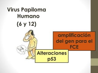 Virus Papiloma
Humano
(6 y 12)
amplificación
del gen para el
FCE
Alteraciones
p53
 