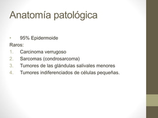Anatomía patológica
• 95% Epidermoide
Raros:
1. Carcinoma verrugoso
2. Sarcomas (condrosarcoma)
3. Tumores de las glándulas salivales menores
4. Tumores indiferenciados de células pequeñas.
 