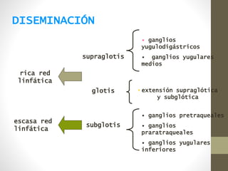DISEMINACIÓN
supraglotis
glotis
subglotis
• ganglios
yugulodigástricos
• ganglios yugulares
medios
• extensión supraglótica
y subglótica
• ganglios pretraqueales
• ganglios
praratraqueales
• ganglios yugulares
inferiores
rica red
linfática
escasa red
linfática
 