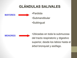 GLÁNDULAS SALIVALES
MAYORES
MENORES
•Ubicadas en toda la submucosa
del tracto respiratorio y digestivo
superior, desde los labios hasta el
árbol bronquial y esófago.
•Parótida
•Submandibular
•Sublingual
 