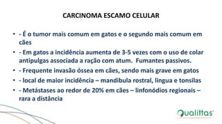 CARCINOMA ESCAMO CELULAR
• - É o tumor mais comum em gatos e o segundo mais comum em
cães
• - Em gatos a incidência aumenta de 3-5 vezes com o uso de colar
antipulgas associada a ração com atum. Fumantes passivos.
• - Frequente invasão óssea em cães, sendo mais grave em gatos
• - local de maior incidência – mandibula rostral, lingua e tonsilas
• - Metástases ao redor de 20% em cães – linfonódios regionais –
rara a distância
 