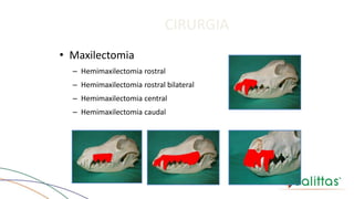 CIRURGIA
• Maxilectomia
– Hemimaxilectomia rostral
– Hemimaxilectomia rostral bilateral
– Hemimaxilectomia central
– Hemimaxilectomia caudal
 