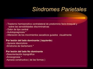 Síndromes Parietales
- Trastorno hemisensitivo contralateral de predominio facio-braquial y
sobre las sensibilidades discriminativas
- Dolor de tipo central
- Autotopoagnosia *
- Alteración de los movimientos sacadicos guiados visualmente
Por lesión del lado dominante ( izquierdo)
- Apraxia ideomotora
-Síndrome de Gertsmann *
Por lesión del lado No dominante
-Desorientación topográfica
-Anosognosia *
-Apraxia constructiva ( de las formas )
 