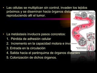 • Las células se multiplican sin control, invaden los tejidos
próximos y se diseminan hacia órganos distantes
reproduciendo allí el tumor.
• La metástasis involucra pasos concretos:
1. Pérdida de adhesión celular
2. Incremento en la capacidad motora e invasiva
3. Entrada en la circulación
4. Salida hacia el parénquima de órganos distantes
5. Colonización de dichos órganos.
 