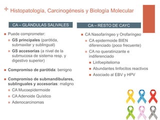 +
CA – GLÁNDULAS SALIVALES
 Puede comprometer:
 GS principales (parótida,
submaxilar y sublingual)
 GS accesorias (a nivel de la
submucosa de sistema resp. y
digestivo superior)
 Compromiso de parótida: benigno
 Compromiso de submandibulares,
sublinguales y accesorias: maligno
 CA Mucoepidermoide
 CA Adenoide Quístico
 Adenocarcinomas
CA – RESTO DE CAYC
 CA Nasofaríngeo y Orofaríngeo
 CA epidermoide BIEN
diferenciado (poco frecuente)
 CA no queratinizante e
indiferenciado
 Linfoepitelioma
 Abundantes linfocitos reactivos
 Asociado al EBV y HPV
Histopatología, Carcinogénesis y Biología Molecular
 