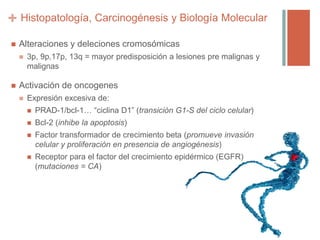 +
 Alteraciones y deleciones cromosómicas
 3p, 9p,17p, 13q = mayor predisposición a lesiones pre malignas y
malignas
 Activación de oncogenes
 Expresión excesiva de:
 PRAD-1/bcl-1… “ciclina D1” (transición G1-S del ciclo celular)
 Bcl-2 (inhibe la apoptosis)
 Factor transformador de crecimiento beta (promueve invasión
celular y proliferación en presencia de angiogénesis)
 Receptor para el factor del crecimiento epidérmico (EGFR)
(mutaciones = CA)
Histopatología, Carcinogénesis y Biología Molecular
 